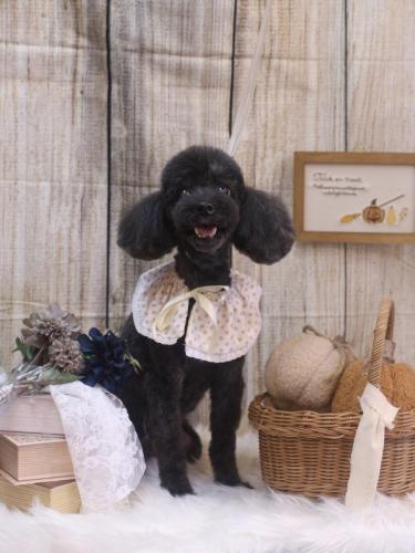 20241004梅ちゃん